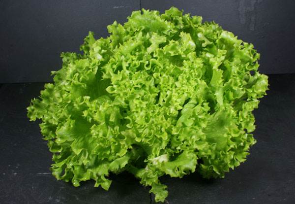 Salade Batavia Verte AB