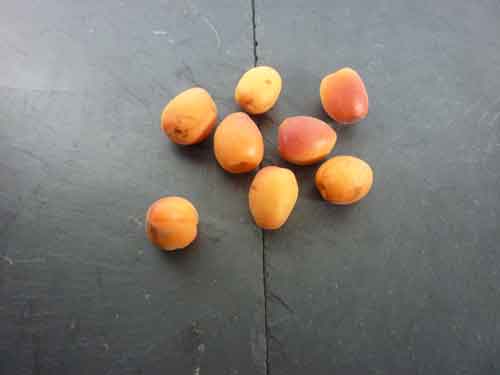 Abricot Orange de Provence